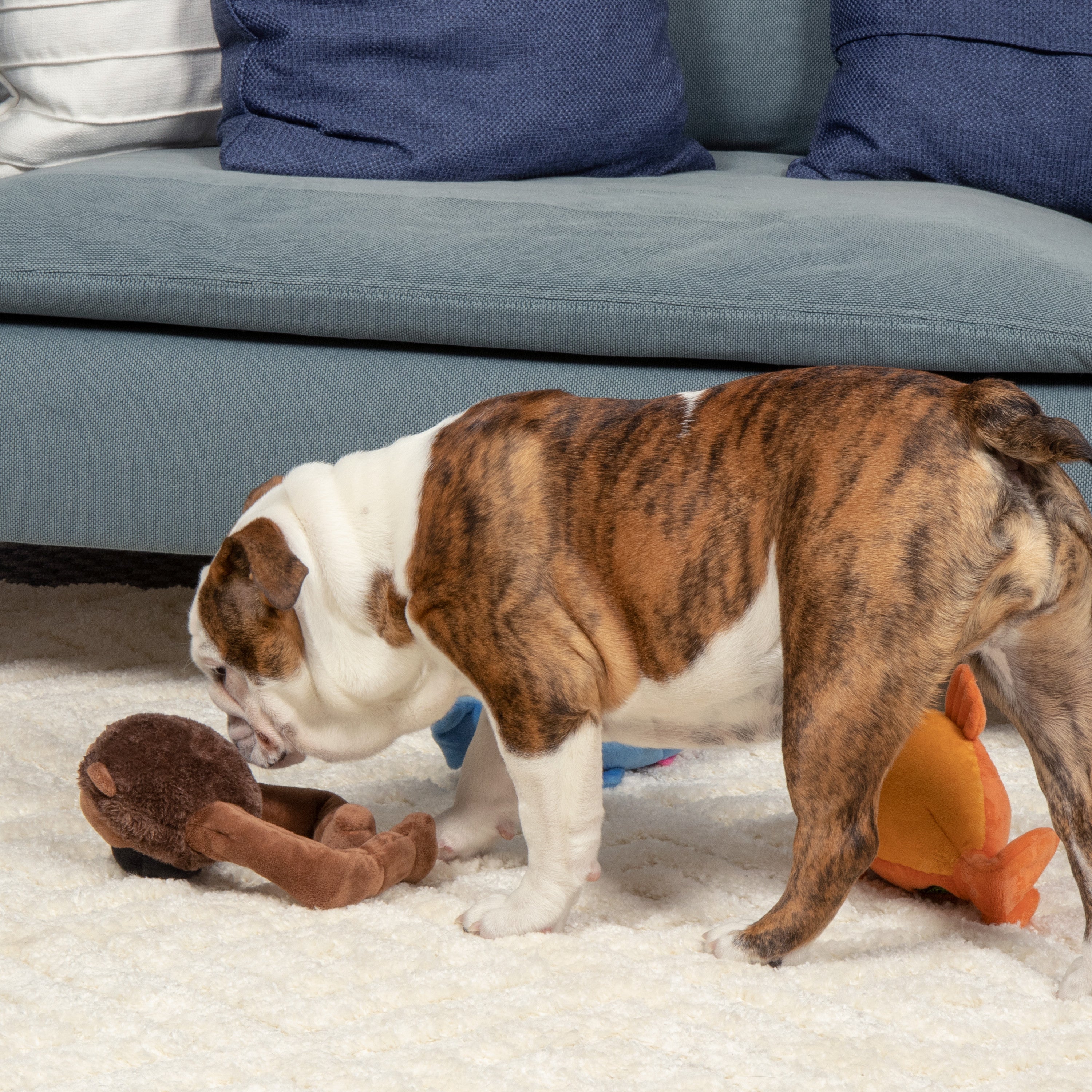 A Bulldog sniffs a goDog Action Plush Ape, a brown plush dog toy with long arms featuring Bite Activated motion