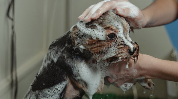 A small brown dog covered in sudsy soap getting a scrub from an off-screen human, from FurHaven Pet Products