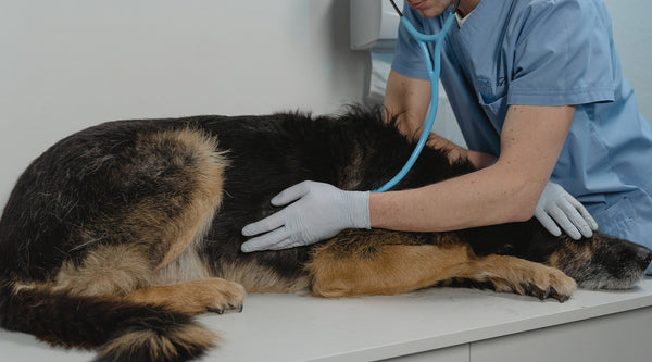 A large brown and black dog lies on a countertop while a veterinarian dressed in blue scrubs performs a checkup on the dog using a stethoscope, from FurHaven Pet Products