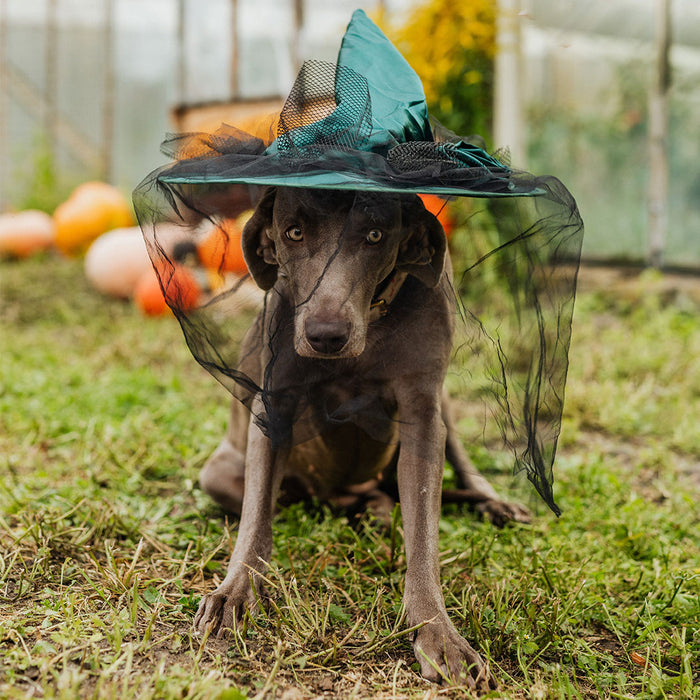 A dark grey dog in a Halloween witches hat in a pumpkin field.