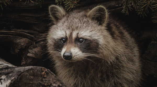 A brown, white, and gray raccoon stares at something off camera while hid amongst a log and evergreen needles, from FurHaven Pet Products