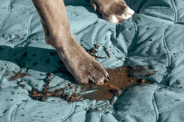A dogs grey paw on a turquoise pet bed with dirt on it that they tracked in from outside by Furhaven Pet Products