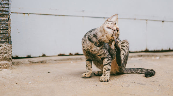 A brown-black striped cat scratches it's ear while sitting on a light brown stone ground outside of a building, from FurHaven Pet Products