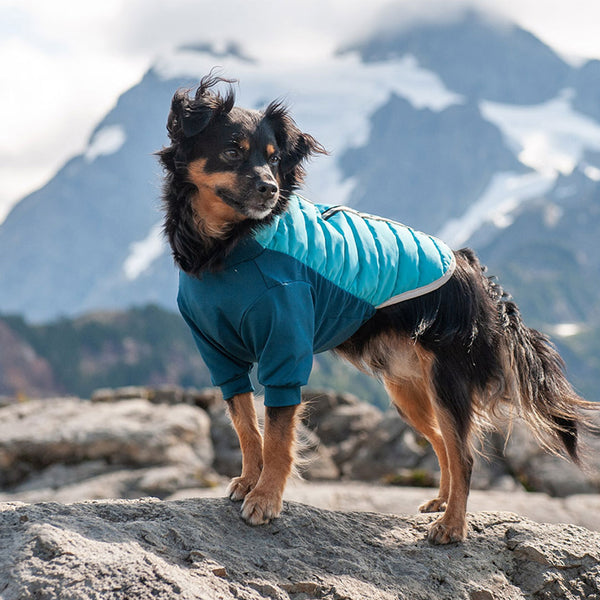 A black and tan long fur dog in a blue water resistant rain coat for dogs.