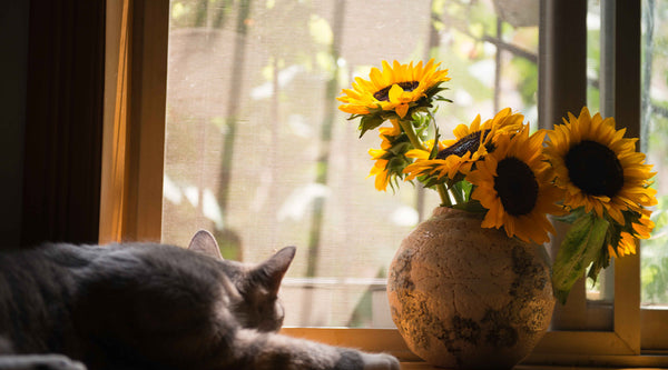 A gray striped cat lies on a countertop, next to an old looking vase containing orange sunflowers, both in front of a screened window, from FurHaven Pet Products